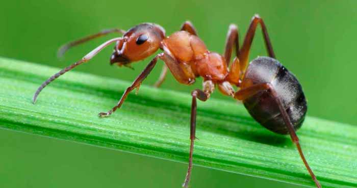 hormigas grandes evolucionada