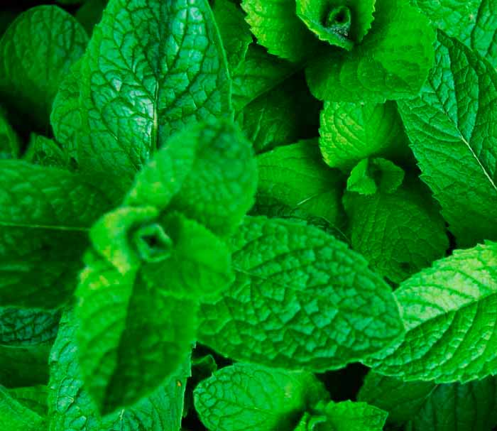 menta remedio efectivo contra hormigas