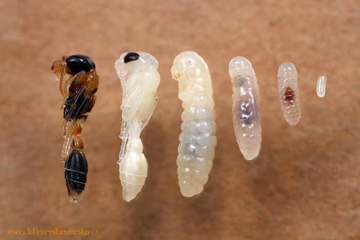 larvas pupas evolucion de hormigas