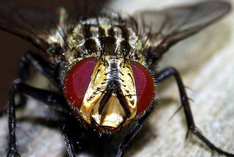 Cuál-es-la-esperanza-de-vida-promedio-de-la-mosca-doméstica